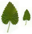 نعناع گربه ای